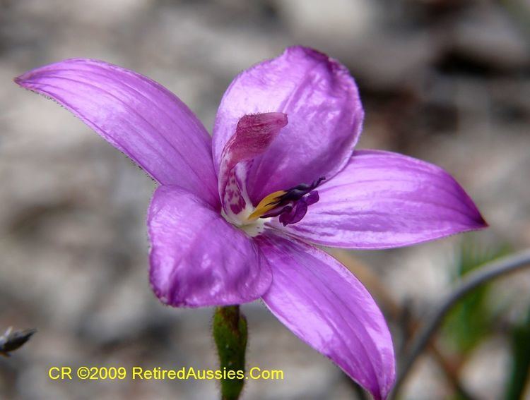 Elythranthera Elythranthera emarginata Pink Enamel Orchid