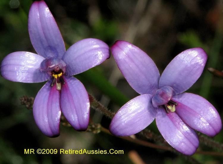 Elythranthera brunonis Elythranthera brunonis Purple Enamel Orchid