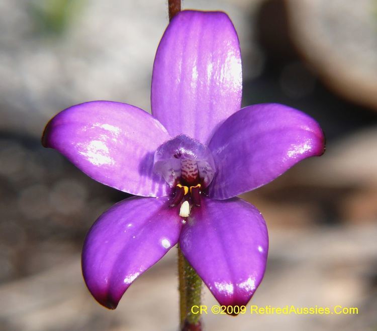 Elythranthera brunonis Elythranthera brunonis Purple Enamel Orchid