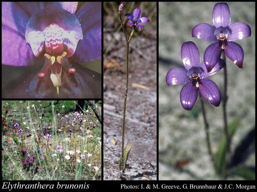 Elythranthera brunonis Elythranthera brunonis Endl ASGeorge FloraBase Flora of