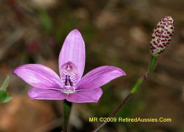 Elythranthera Elythranthera emarginata Pink Enamel Orchid
