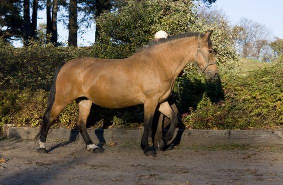 Žemaitukas emaitukas Pony Info Origin History Pictures Horse Breeds