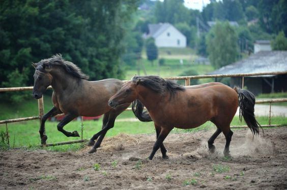 Žemaitukas emaitukas Pony Info Origin History Pictures Horse Breeds