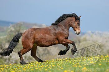 Žemaitukas Lithuanian emaitukas horse Horse Power Pinterest Photos