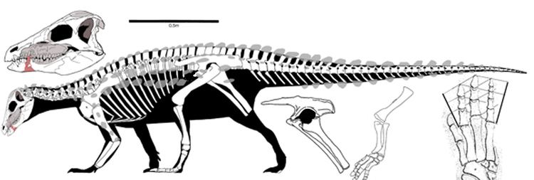 Emausaurus Scelidosaurus Minmi and Emausaurus
