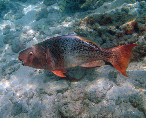 Ember parrotfish Scarus rubroviolaceus palukaluka ember parrotfish initial phase