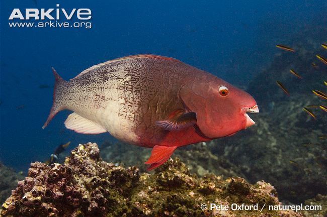 Ember parrotfish Ember parrotfish videos photos and facts Scarus rubroviolaceus