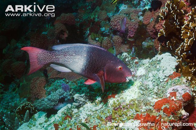 Ember parrotfish Ember parrotfish videos photos and facts Scarus rubroviolaceus
