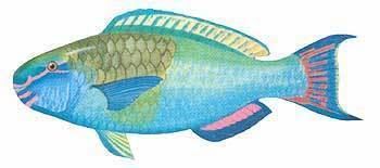 Ember parrotfish Ember Parrotfish Saltwater Fish Species Fishing Khao Lak