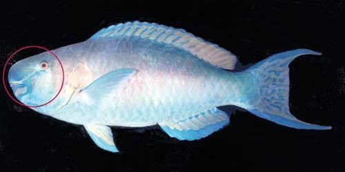 Ember parrotfish Ember parrotfish