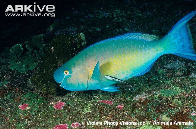Ember parrotfish cdn2arkiveorgmediaBBBB96959CAB5C41009FB66