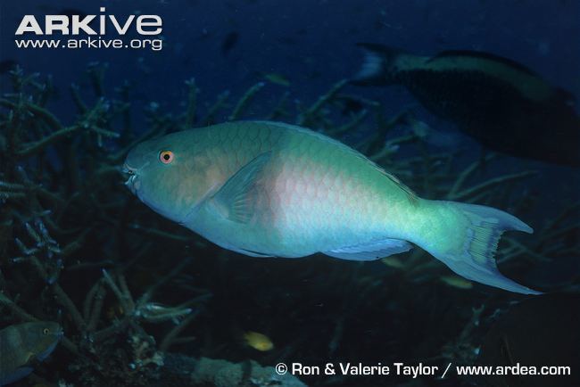Ember parrotfish Ember parrotfish photo Scarus rubroviolaceus G121855 ARKive