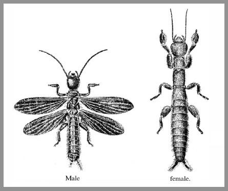 Embioptera Insect Identification