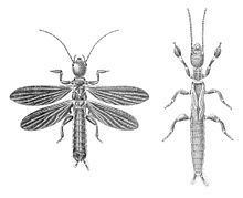 Embioptera httpsuploadwikimediaorgwikipediacommonsthu