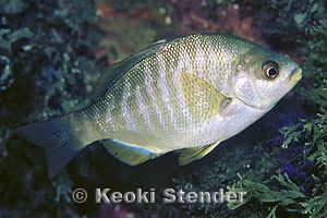 Embiotoca jacksoni Black Surfperch Embiotoca jacksoni