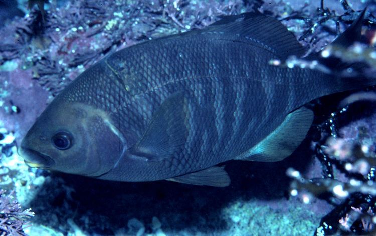 Embiotoca jacksoni CalPhotos Embiotoca jacksoni Black Surfperch