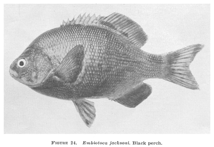 Embiotoca jacksoni A Revision of the Family Embiotocidae The Surfperches