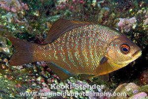 Embiotoca jacksoni Black Surfperch Embiotoca jacksoni