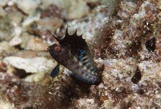 Emblemaria Emblemaria hypacanthus Gulf Signal Blenny Discover Life