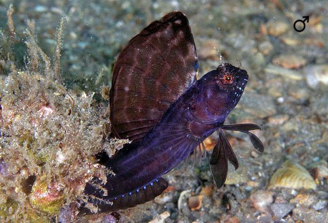 Emblemaria pandionis Shorefishes Gallery