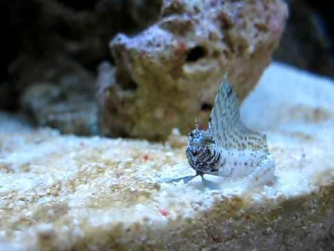 Emblemaria pandionis Sailfin Blenny Emblemaria Pandionis Reborn Aquarium YouTube