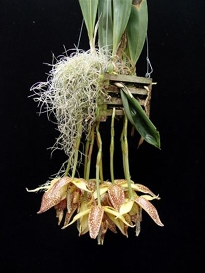 Embreea Embreea rodigasiana presented by Orchids Limited