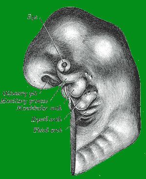Embryo drawing