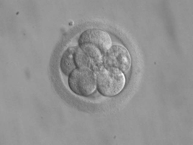 Embryo space colonization