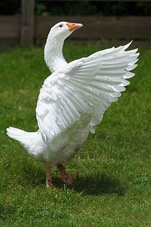 Emden goose httpsuploadwikimediaorgwikipediacommonsthu