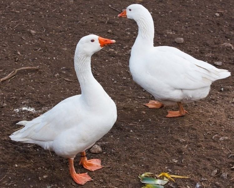 Emden goose White Embden Geese Baby Gosling for Sale Cackle Hatchery