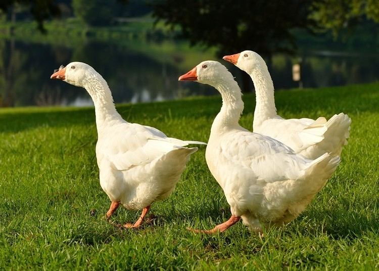 Emden goose White Embden Geese Baby Gosling for Sale Cackle Hatchery