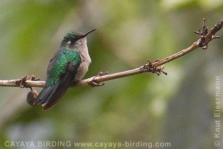 Emerald-chinned hummingbird Emeraldchinned Hummingbird CAYAYA BIRDING birds of Guatemala
