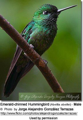 Emerald-chinned hummingbird Emeraldchinned or Abeille39s Hummingbirds Abeillia abeillei