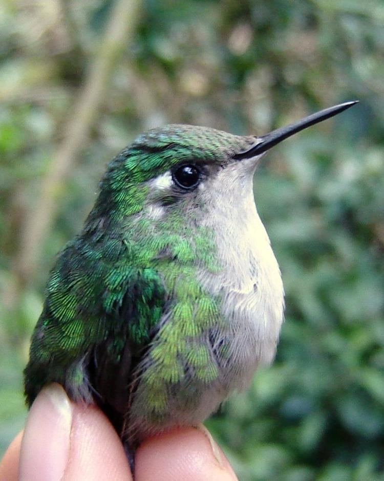 Emerald-chinned hummingbird BirdsEye Photography Review Photos