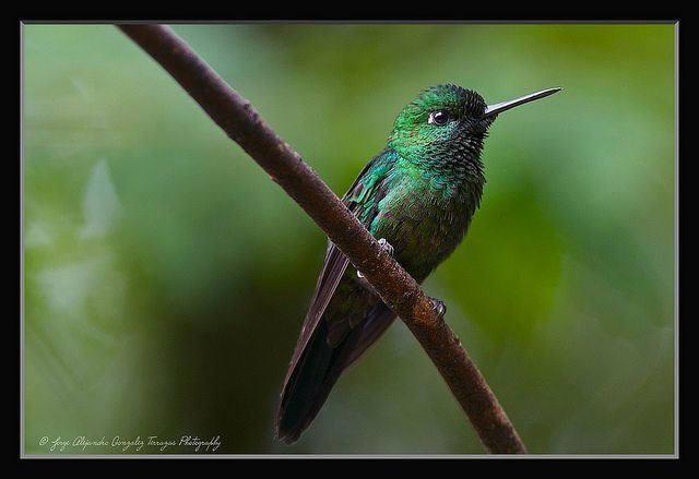 Emerald-chinned hummingbird Emeraldchinned Hummingbird Abeillia abeillei Alejandro Gonzalez T