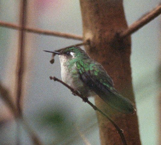 Emerald-chinned hummingbird Emeraldchinned Hummingbird BirdForum Opus