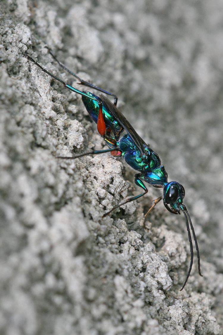 Emerald cockroach wasp httpsuploadwikimediaorgwikipediacommonsaa