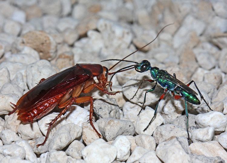 Emerald cockroach wasp Parasitic Wasps Master Microbiology In Addition To Neurochemistry