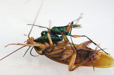 Emerald cockroach wasp Real Monstrosities Emerald Cockroach Wasp