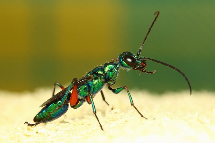 Emerald cockroach wasp Emerald cockroach wasp This is a huge wasp about 2cm in le Flickr