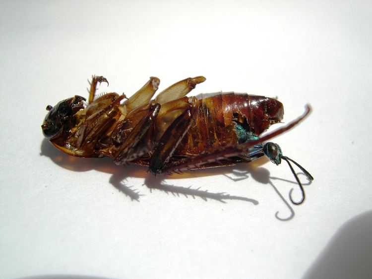 Emerald cockroach wasp Absurd Creature of the Week The Wasp That Enslaves Cockroaches With