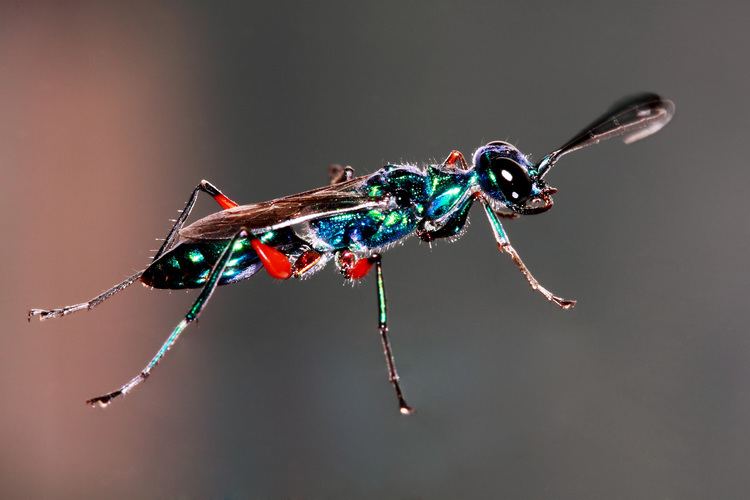 Emerald cockroach wasp FileEmerald Cockroach WaspJPG Wikimedia Commons