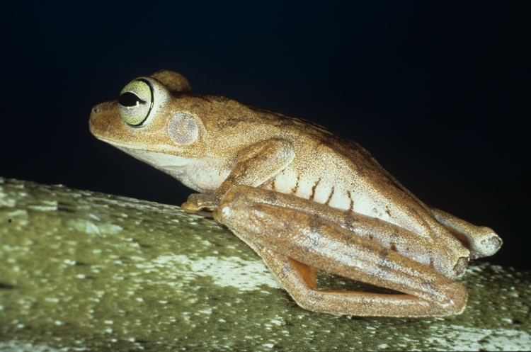 Emerald-eyed tree frog biogeodbstrisiedubioinformaticsdfmfilesfiles