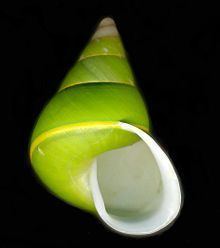 Emerald green snail httpsuploadwikimediaorgwikipediacommonsthu