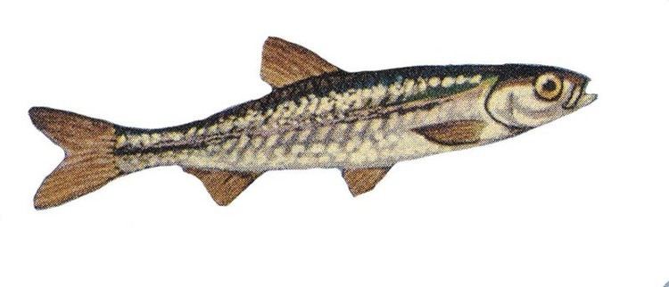 Golden shiner - Wikipedia