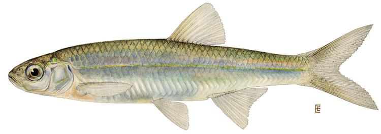 Emerald shiner - Wikipedia