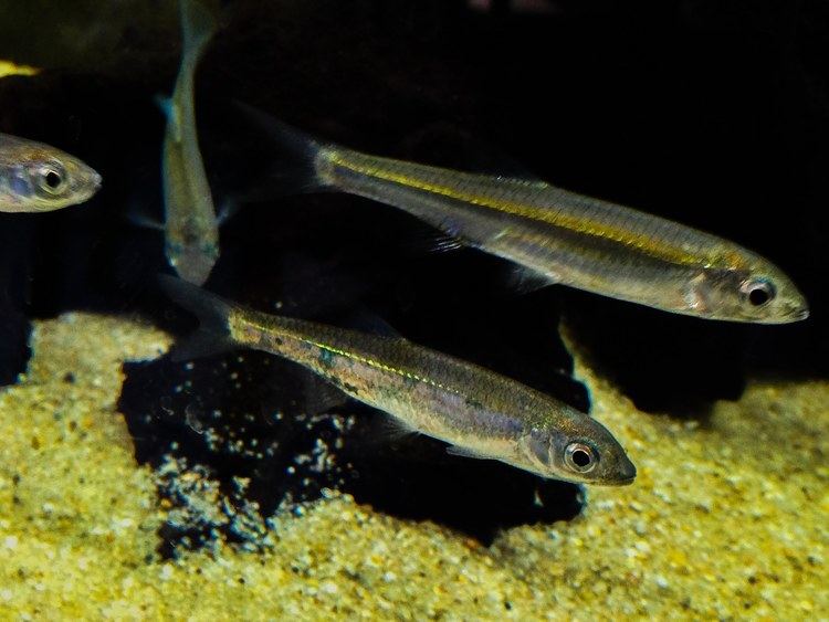 Emerald shiner httpsiytimgcomvijT7GuFPJBWUmaxresdefaultjpg