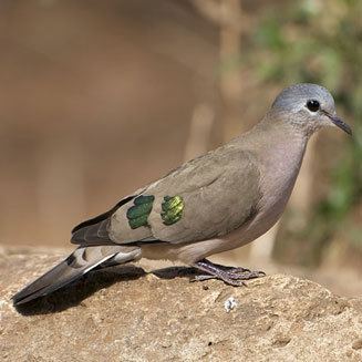 Emerald-spotted wood dove Turtur chalcospilos Emeraldspotted wooddove Greenspotted dove