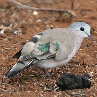 Emerald-spotted wood dove wwwbiodiversityexplorerorgbirdscolumbidaeimag