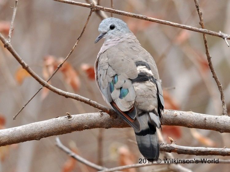 Emerald-spotted wood dove The Bird of the Week Week 97 Emeraldspotted wooddove